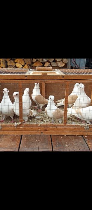 Gołębie mewki żółte