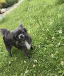 Mikro sunia xxs mini exclusive blue niebieska dlugowlosa chihuahua