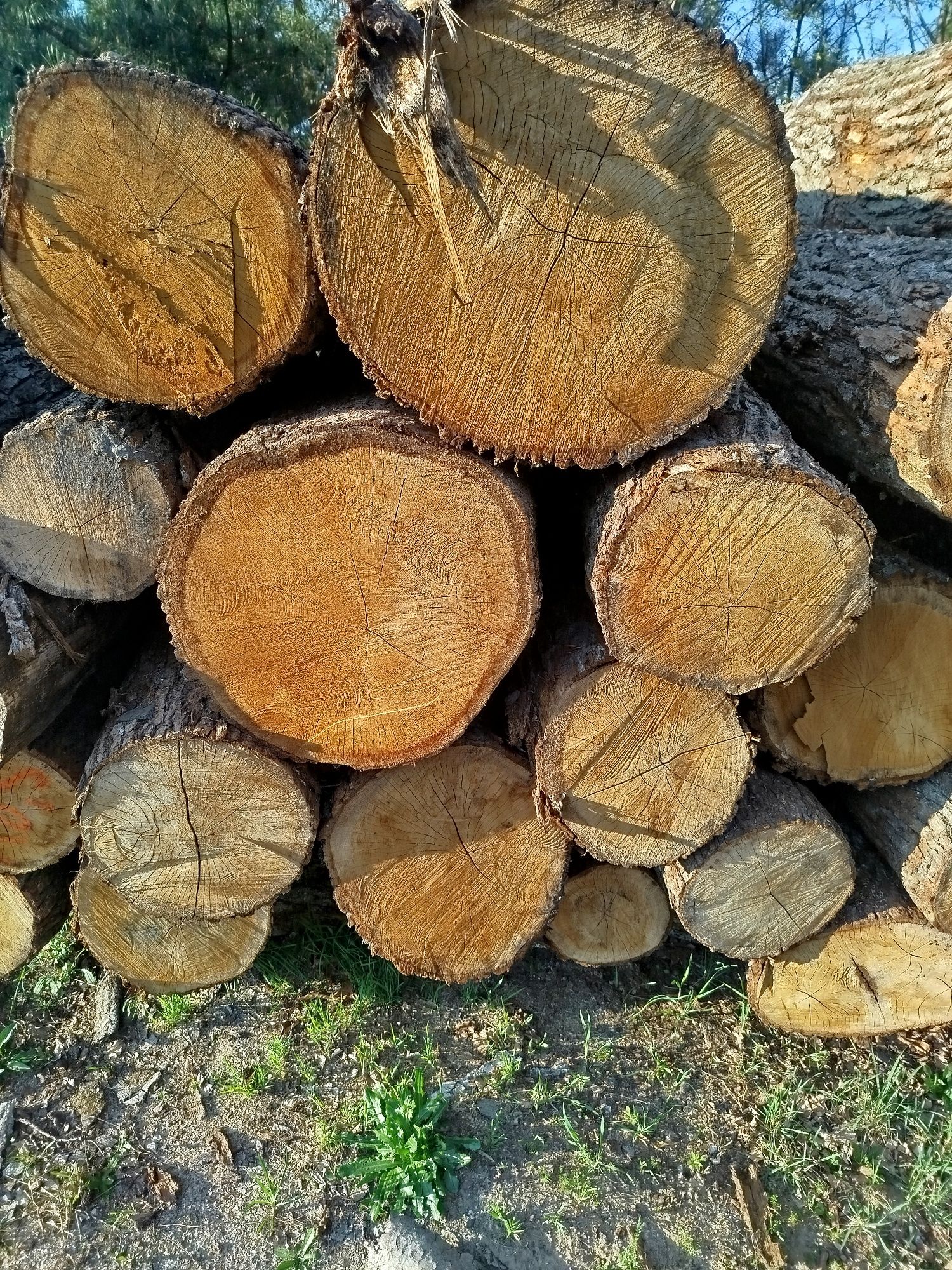 Dabt tartaczny, dąb kłoda, wałki, dąb, opał, kominkowe