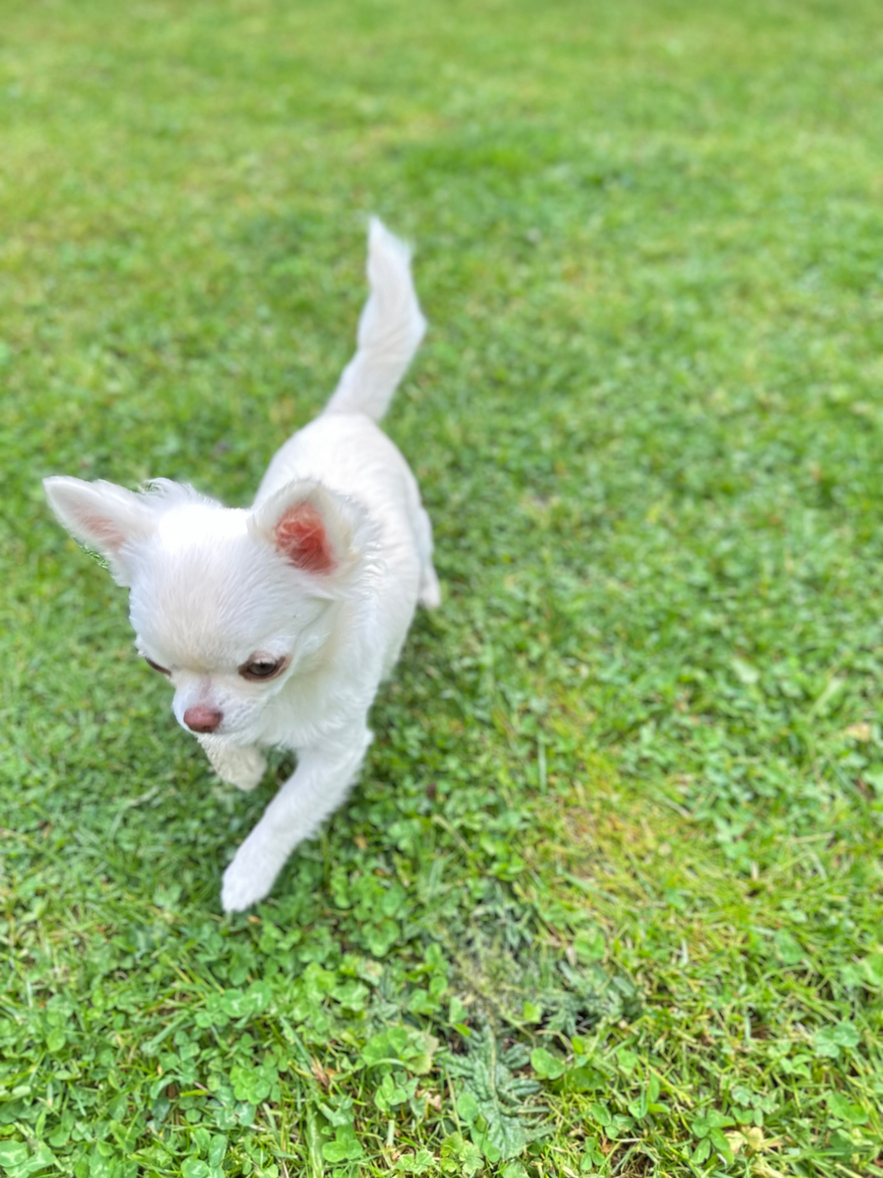 Suczka chihuahua długowłosy