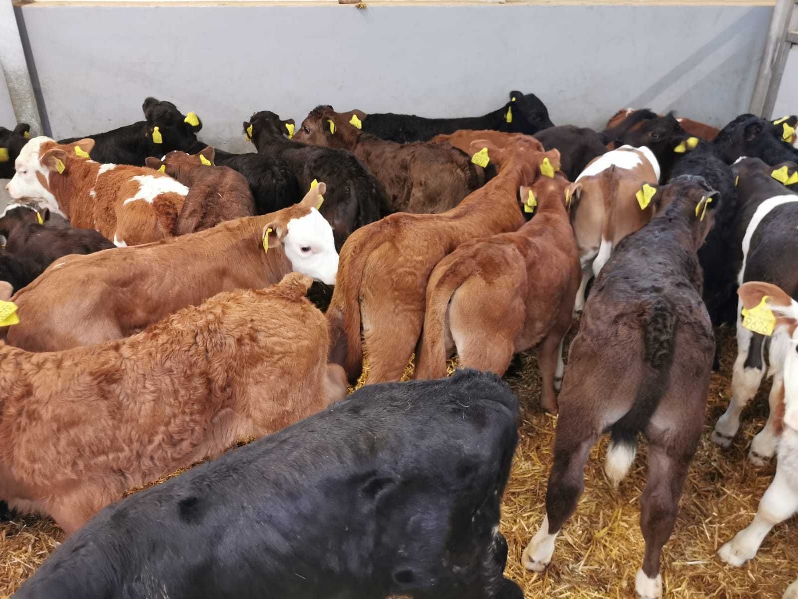 Cielęta Byczki i Jałówki POLSKIE 50-100kg. Wysoka zdrowotność.