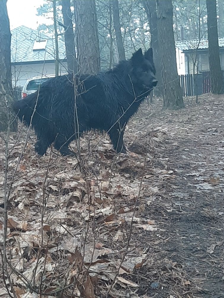 Owczarek niemiecki długowłosy