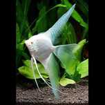 peixe escalar de veu platinum (branco)