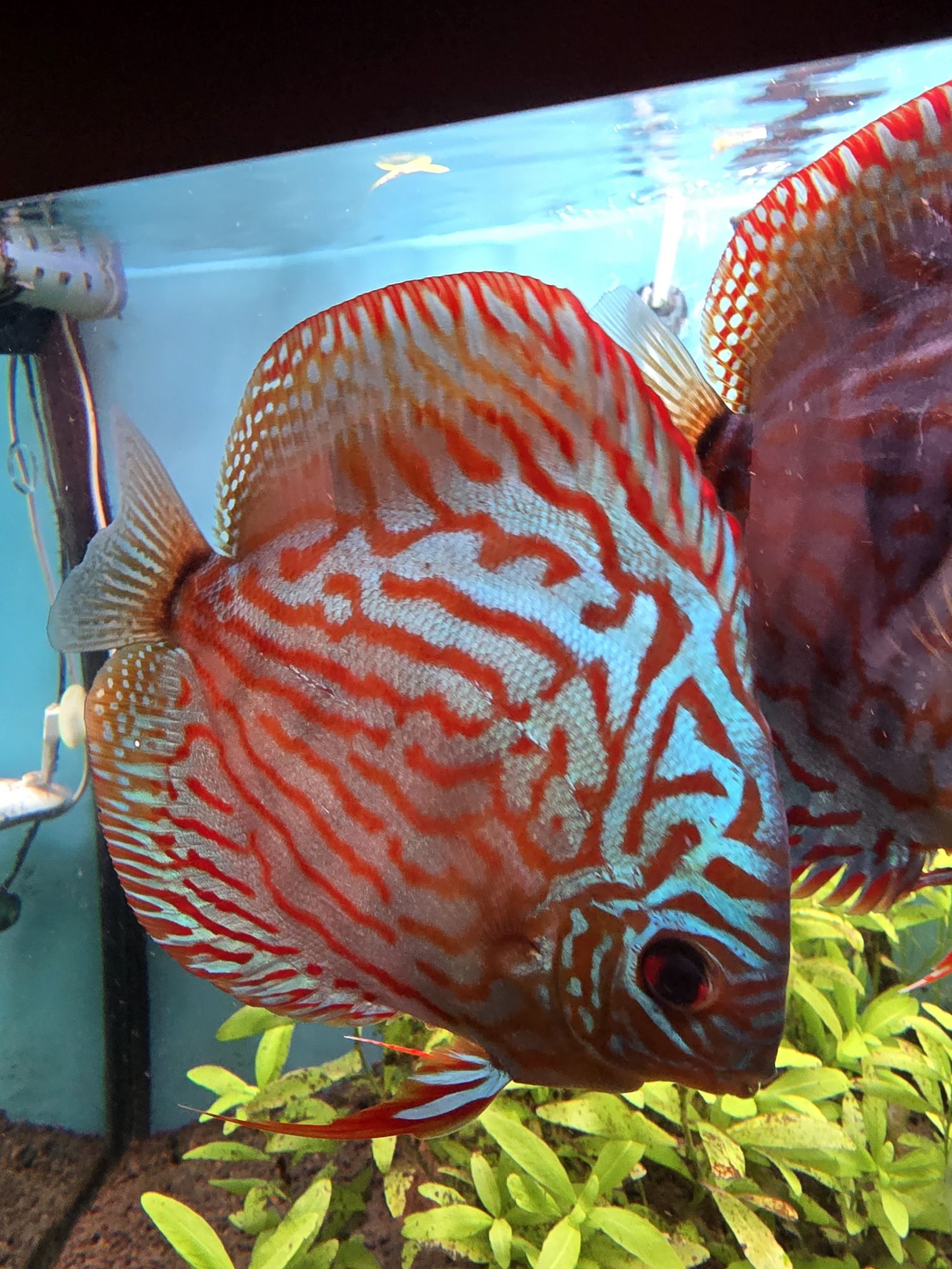 Discus Blue Turquoise 10-12cm