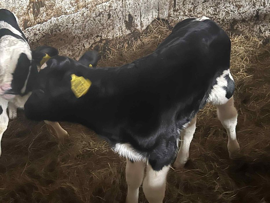 Sprzedam cielaki Kościerzyna