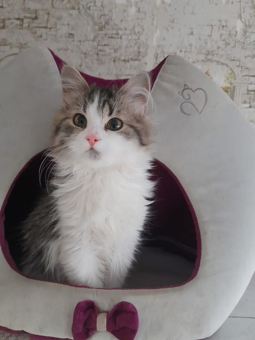 Котенята шукають сімʼї