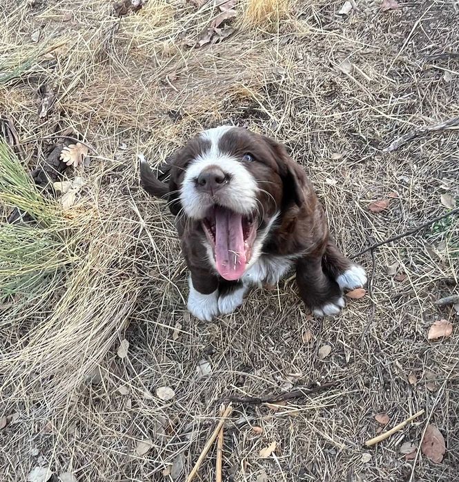 Lindos cachorrinhos mestiços (Serra da Estrela) Raça Rrande