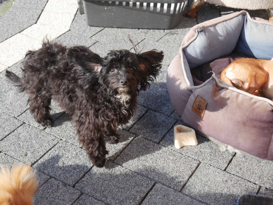 Pudel Miniaturowy -Maltipoo piesek