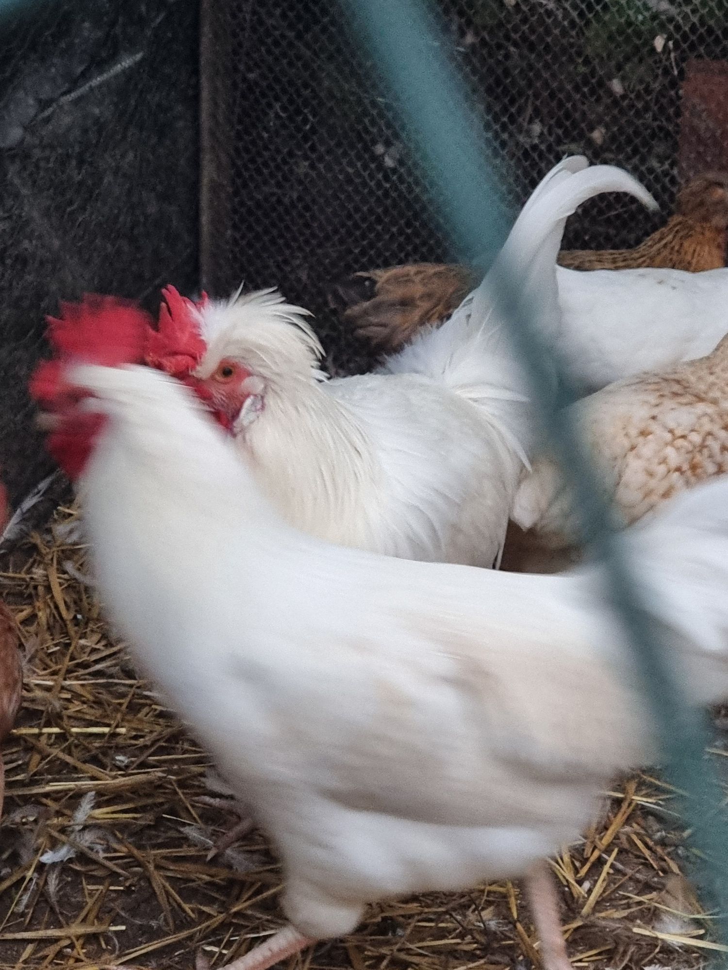 Piękny biały kogut  na sprzedaż do dalszego chowu.
