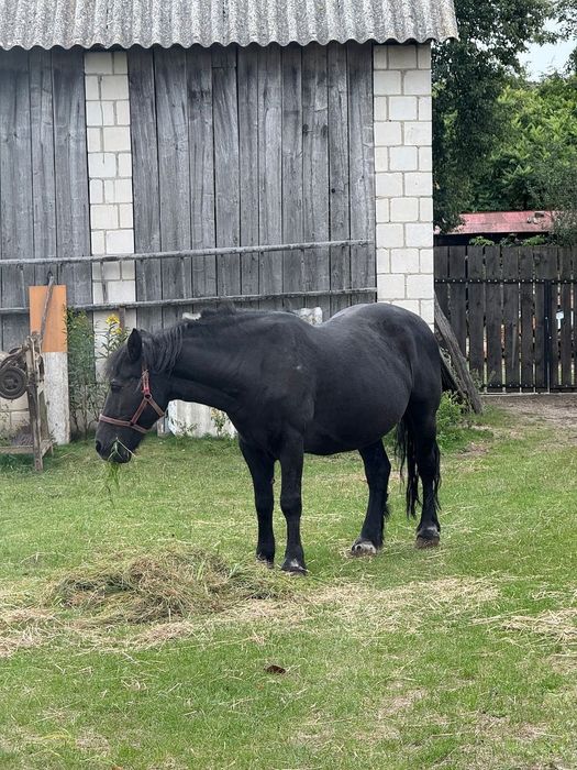 Polski koń zimnokrwisty klacz