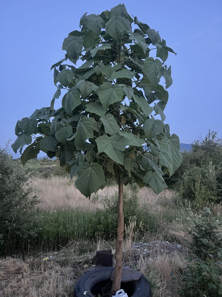 Продам земелну ділянку площею 8 га.