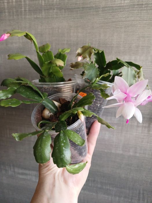 Шлюмберга ( різдв'янник) .