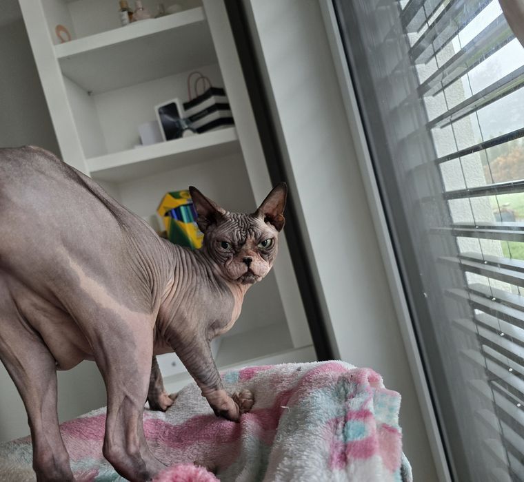 Dorosły kocurek sfinks, gotowy do odbioru