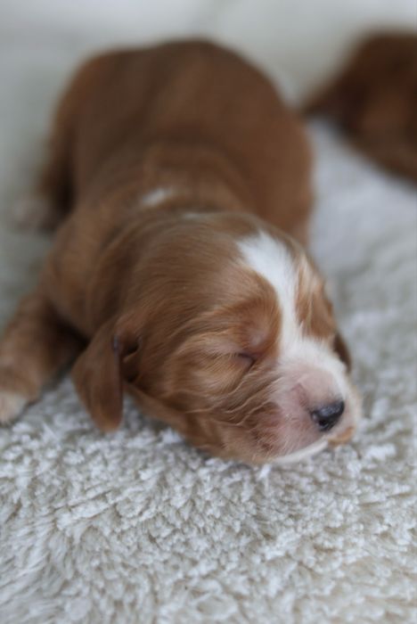Cocker Spaniel Angielski suczki