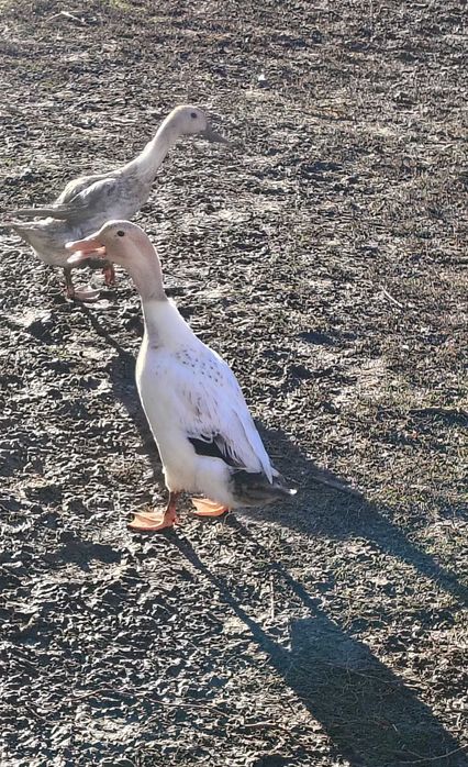 Kaczki biegusy 6 sztuk