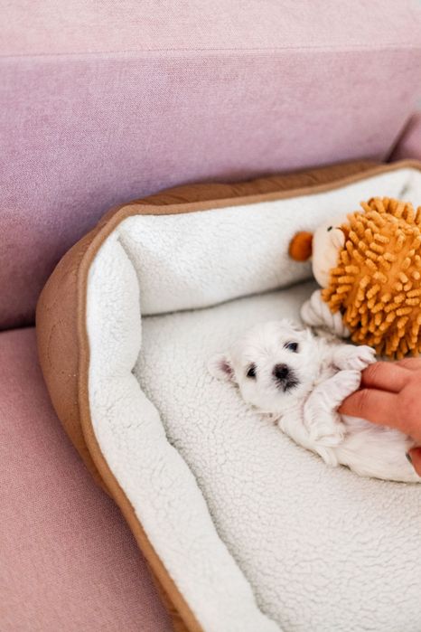 Maltańczyk z rodowodem i chipem - rezerwacja