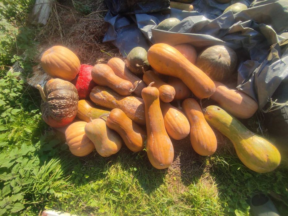 Гарбузи продаються