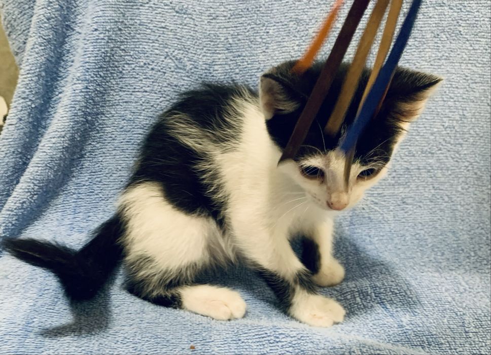 Котенок 3мес белый с черный котик котята кошеня чорне с білим
