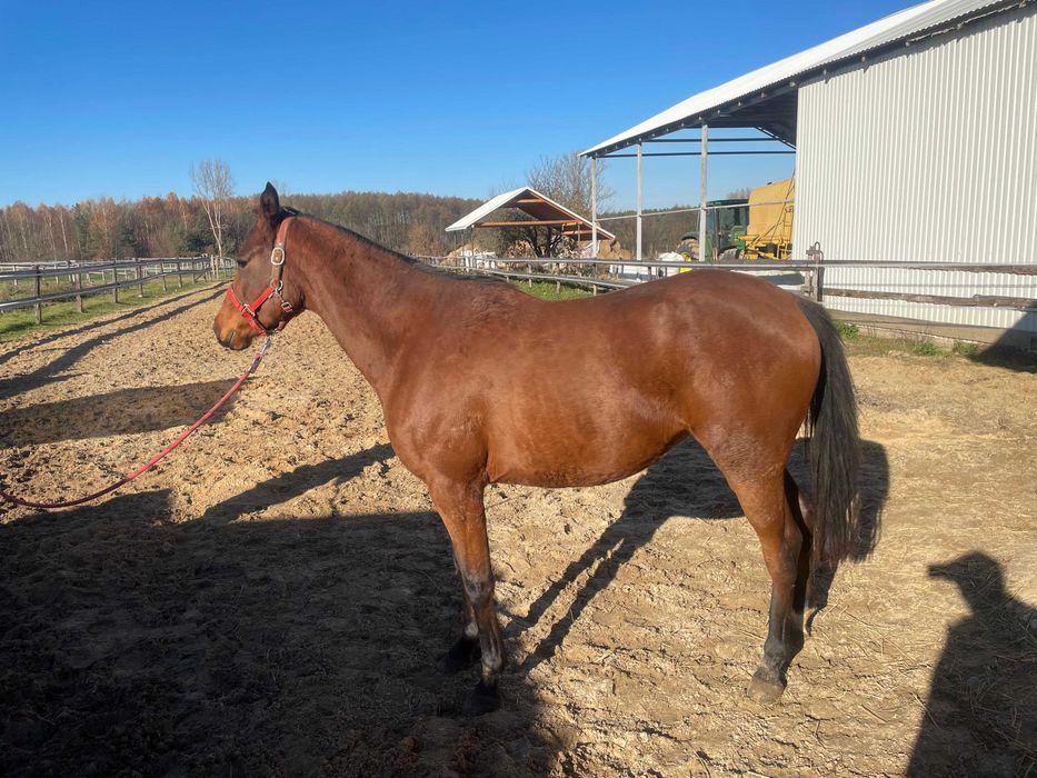 Klacz rasy Arabskiej