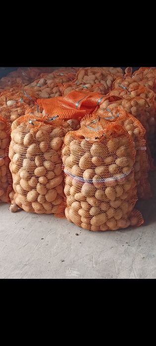 Ziemniaki jadalne świeżo kopane