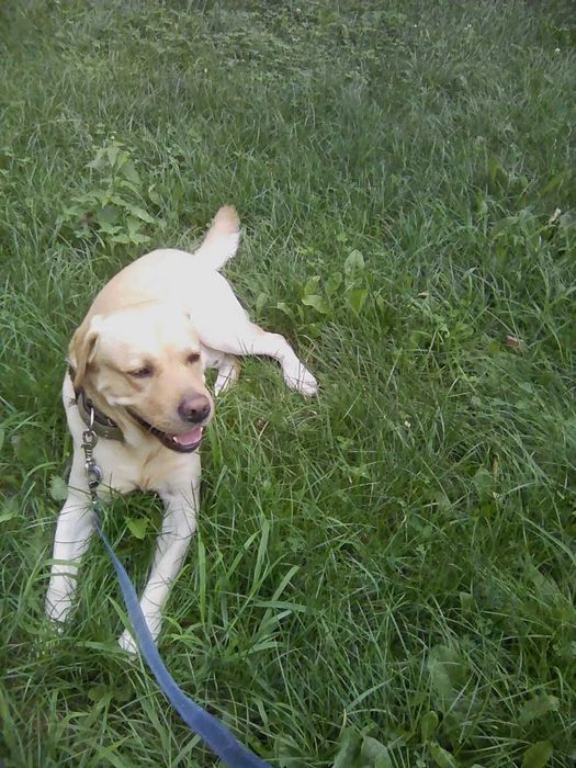 Вязка . Мальчик для девочки.