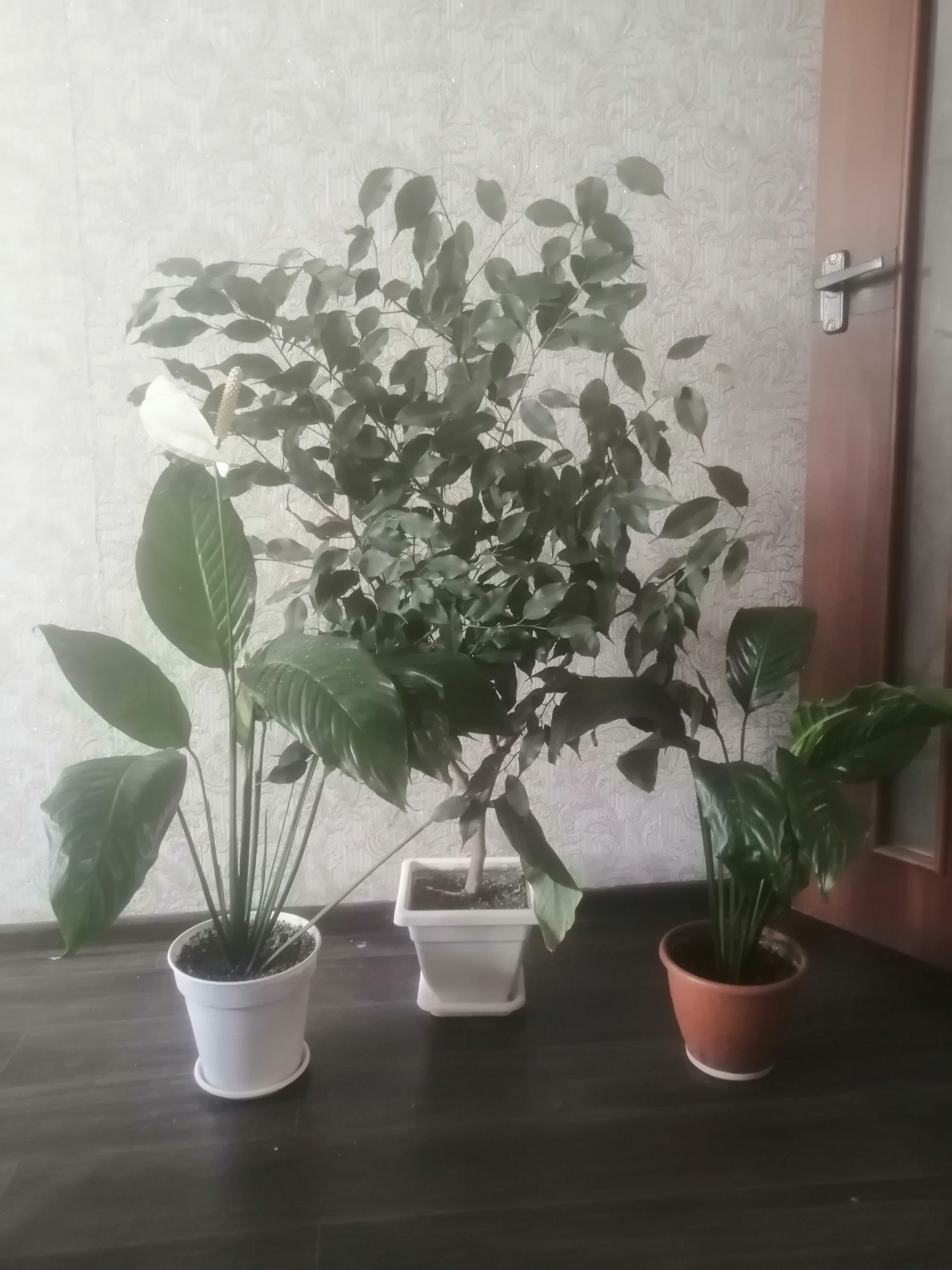 Кімнатні рослини