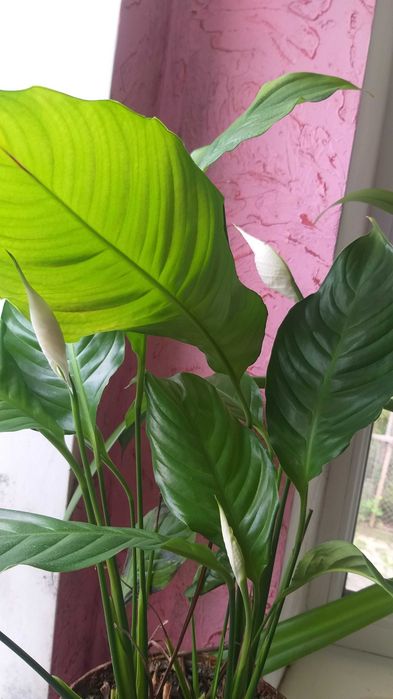 Спатіфіліум, жіноче щастя (квітучий), спатифиллиум