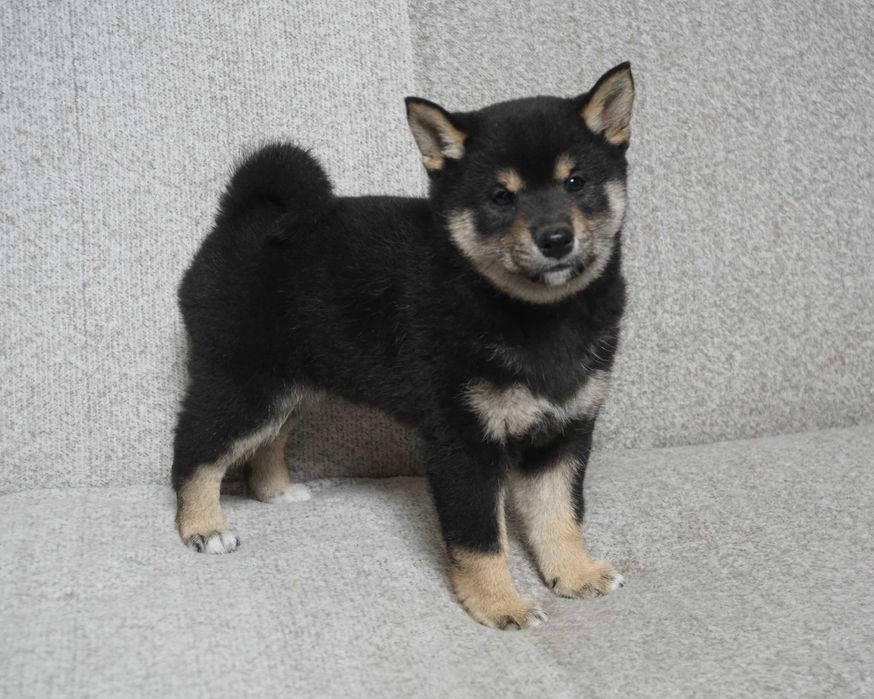 shiba inu czarna suczka szczeniaczek