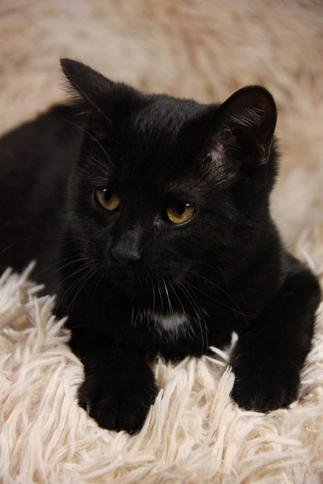 Кошеня Ремі, 5 міс