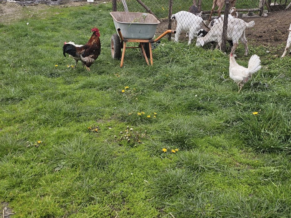 Jajka z wolnego wybiegu Łążynek