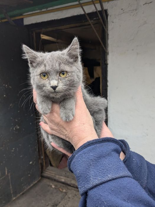 Кошенята метиси Меліса, Марта та М'ята шукають родини