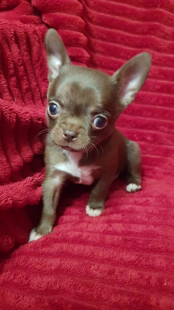 Pieski Chihuahua