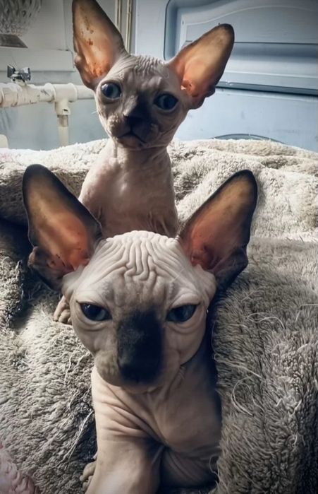 Кошенята канадського сфінкса