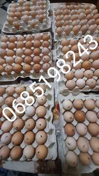 Інкубаційне яйце мясояєчного направлення, ціна адекватна