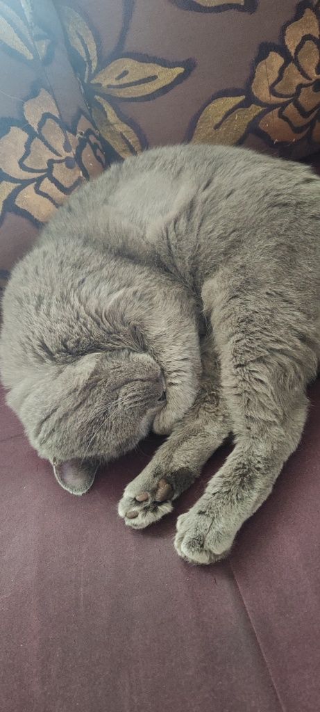 Шикарный котик ищет семью