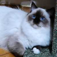 Ласкавий і дуже чудовий котик породи Ragdoll