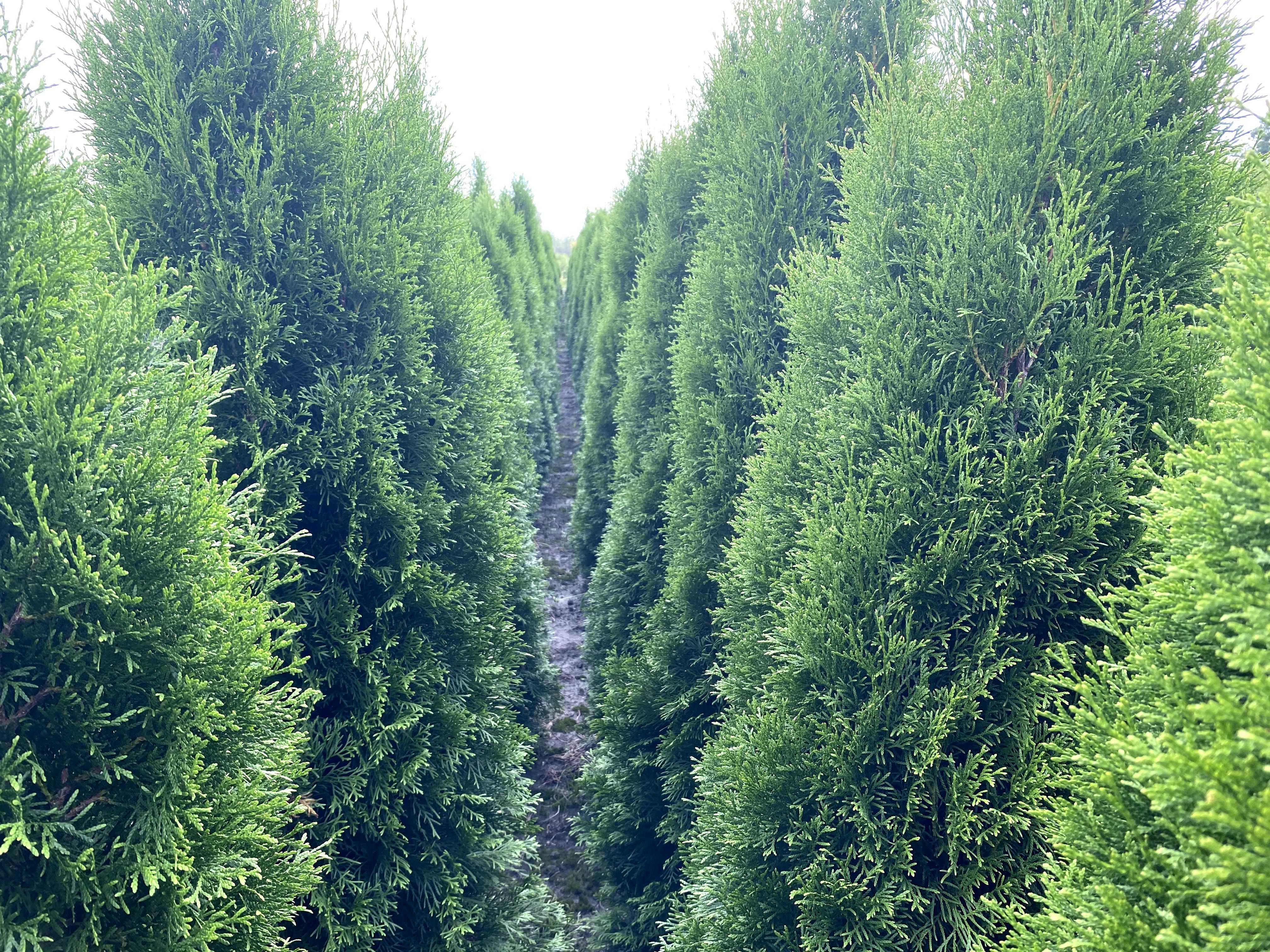 Thuja Smaragd 120-140 cm i inne tuja Szmaragd żywopłot Transport