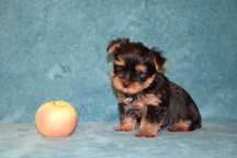 Yorkshire terrier HEXA suczka