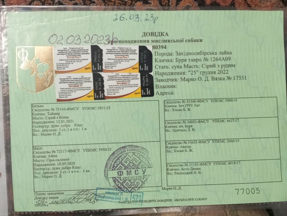 Продам перспективну  суку ЗСЛ