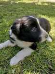 Suczka Border Collie | Szczeniaki Border Collie