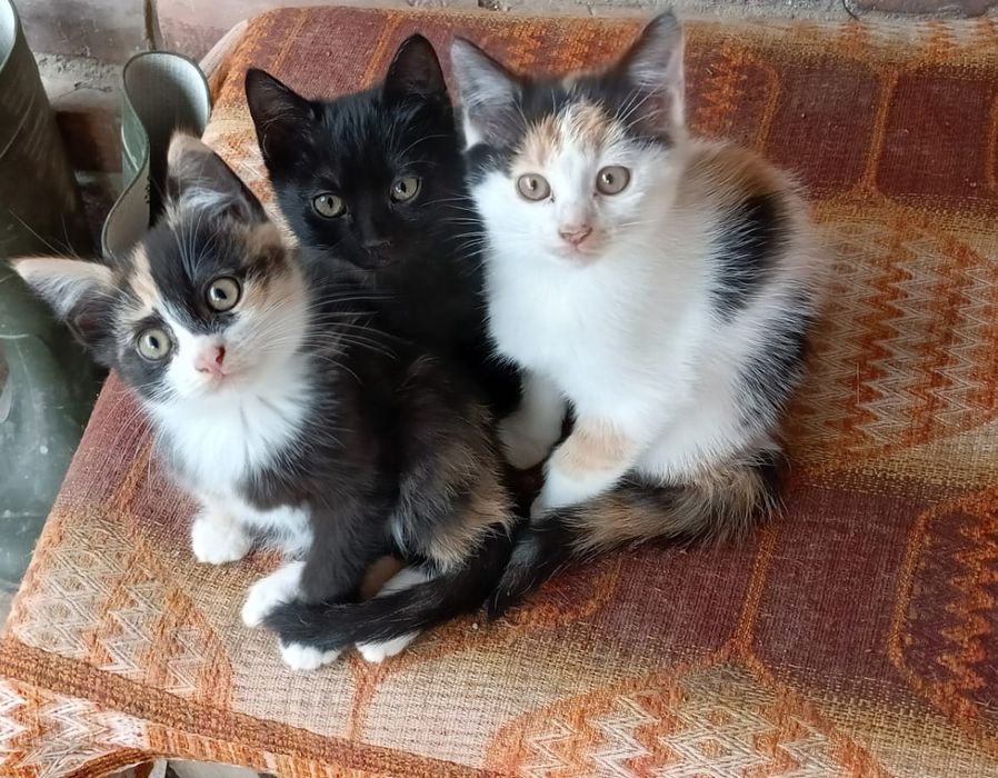 В добрі руки кошенята .