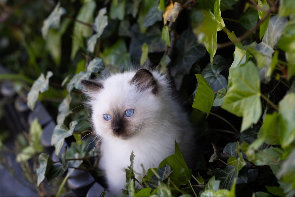 Ragdoll kocurek z świetnym charakterem