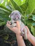 Buldogue Francês Lilac