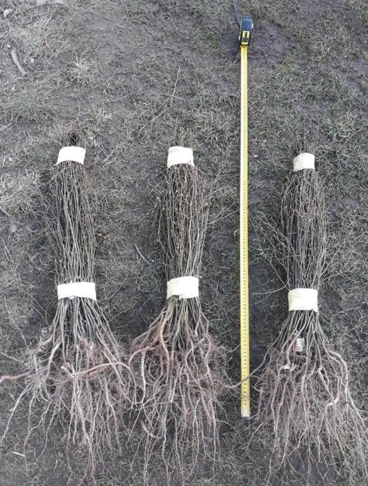 Саджанці граба, для живоплоту, жива ізгородь.