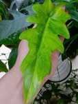 Philodendron bob cee varie pięknie wybarwiony