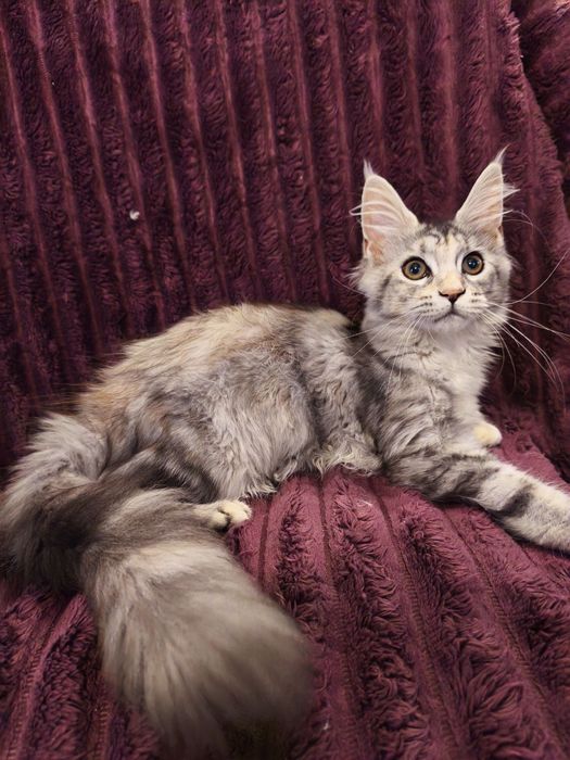 Мейн-Кун кошенята