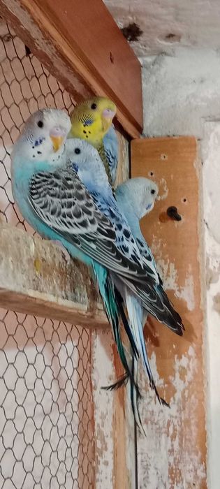 Papugi faliste młode