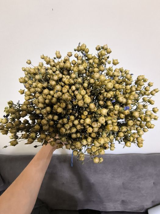 Льон колоски пшениці жита сухоцвіти для декору