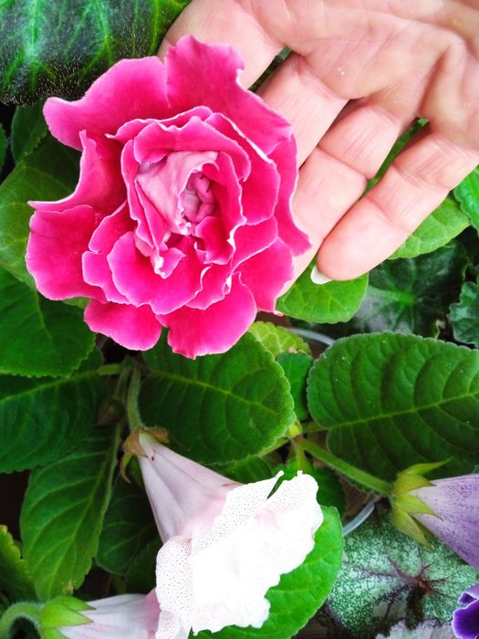 Глоксинии,Глоксинії.