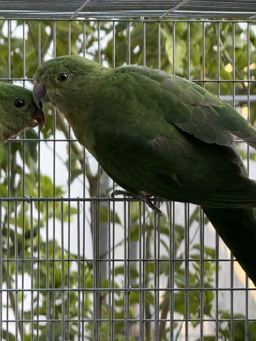 King Parrot Femea 2025